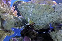 Red Line Cleaner Shrimp Thumbnail