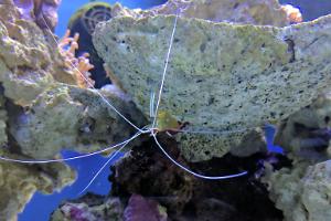 Red Line Cleaner Shrimp