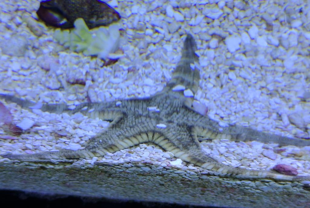 Sand Sifting Sea Star