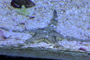 Sand Sifting Sea Star