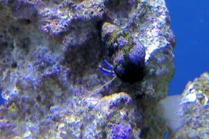 Blue Legged Hermit Crab Thumbnail