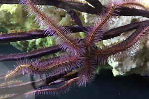 Brittle Sea Star Thumbnail