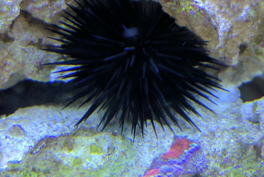 Short Spine Urchin