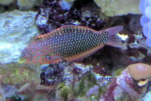 Ornate Leopard Wrasse