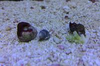 Nassarius Snail Thumbnail