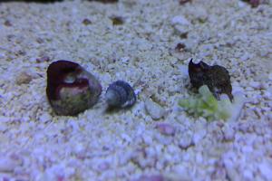 Nassarius Snail Thumbnail