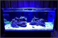 Fathom 60g Reef on May 19, 2017