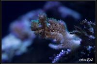 Rainbow Pocillopora Thumbnail