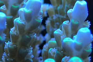 Polyps - Acropora plana