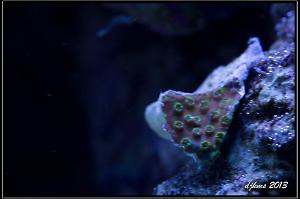 Teal Cyphastrea Thumbnail