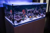 Essential Focus Reef Tank on May 20, 2017