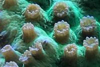 Polyps - Tubinaria heronensis