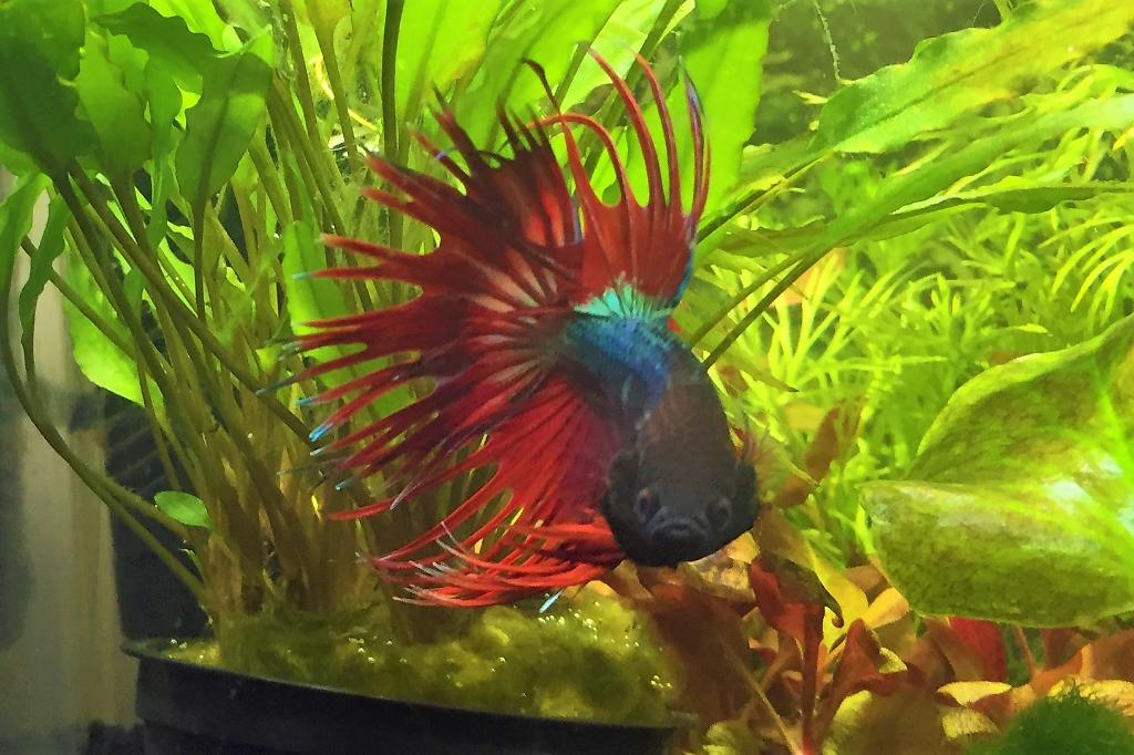 Twin Tail Betta / Betta splendens var Twin Tail 17