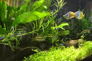 My Aquarium on May 25, 2017