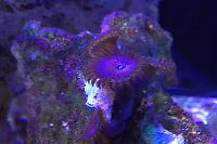 Zoanthid (Red People Eater)