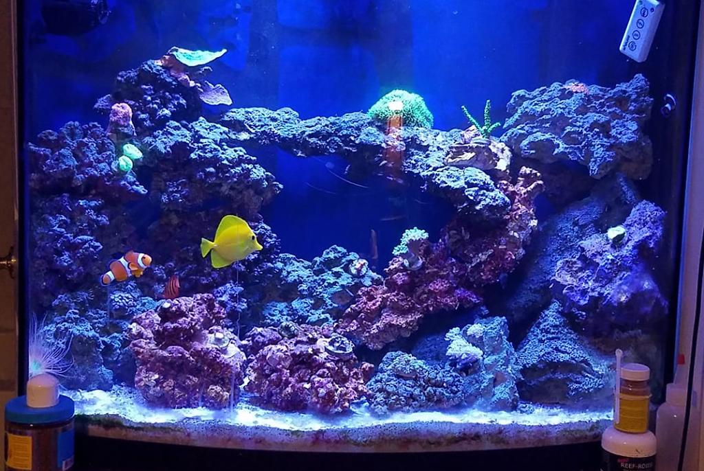 Reef Tank on May 28, 2017