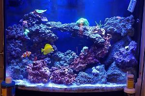 Reef Tank Thumbnail