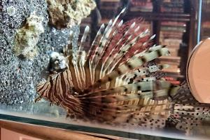 LionFish Tank on May 28, 2017