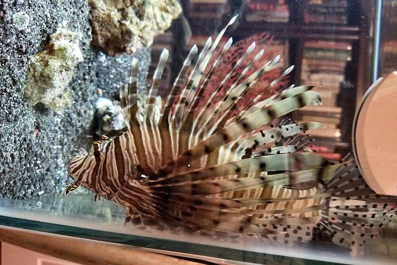 LionFish Tank Thumbnail