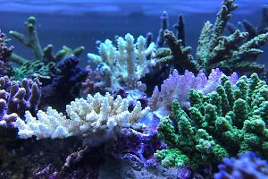 Acropora selago 'Pikachu' wild colony ....