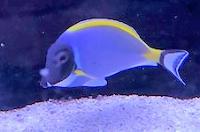 Powder Blue Tang Thumbnail