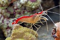 Red Line Cleaner Shrimp