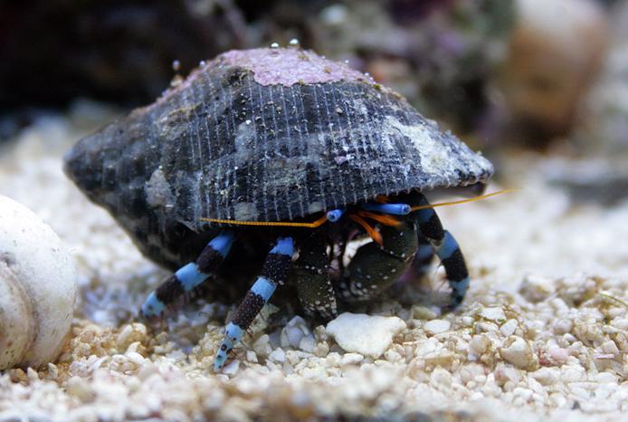 Blue Legged Hermit Crab