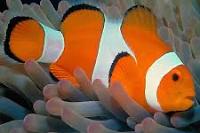 Bicinctus Clown fish Thumbnail