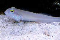 Sleeper Blue Dot Goby