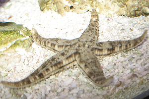 Sand Sifting Sea Star