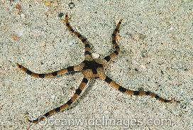 Tiger Striped Serpent Seastar