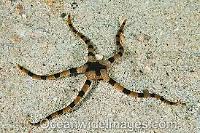 Tiger Striped Serpent Seastar