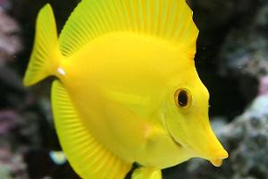 Yellow Tang