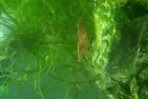 Red Cherry Shrimp Thumbnail