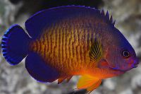 Coral Beauty Angelfish Thumbnail