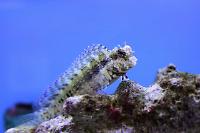 Lawnmower Blenny