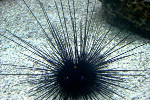 Black Longspine Urchin