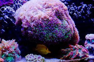 Purple tip hammerhead coral Thumbnail