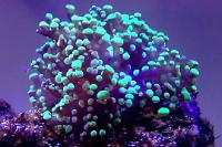 Frogspawn Thumbnail