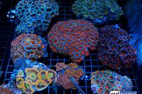 Lordhowensis Coral