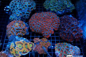 Lordhowensis Coral