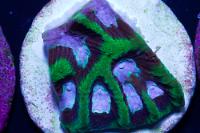 Brain Worm Purple Platygyra Coral