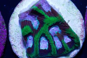 Brain Worm Purple Platygyra Coral Thumbnail