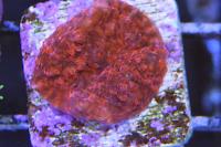 Chalice Coral Thumbnail