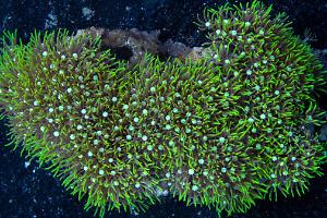 Green Star Polyp