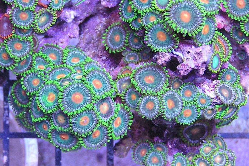 Green Bay Packer Zoa / Zoanthus sp var Green Bay 45