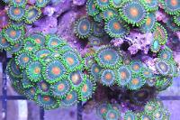 Green Bay Packer Zoanthid Thumbnail