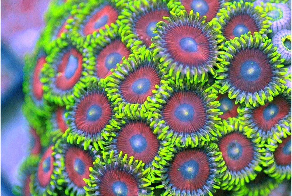 Whammin Watermelon Zoanthids