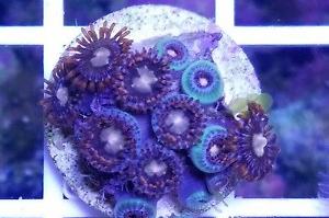 Fire and Ice Zoanthid