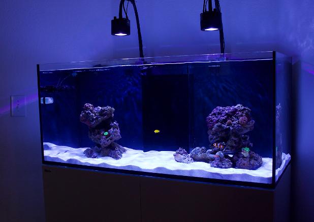 My Aquarium on June 2, 2017